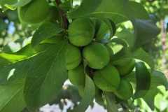 WhatsApp-Image-2025-10-16-at-8.59.20-AM