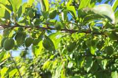 WhatsApp-Image-2025-10-16-at-8.59.21-AM