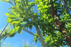 WhatsApp-Image-2025-10-16-at-8.59.25-AM