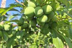 WhatsApp-Image-2025-10-16-at-8.59.26-AM