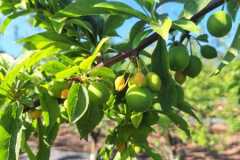 WhatsApp-Image-2025-10-16-at-8.59.28-AM