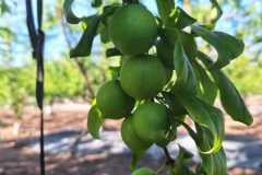 WhatsApp-Image-2025-10-16-at-8.59.30-AM