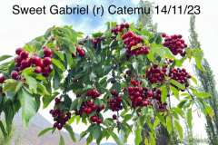 Sweet-Gabriel_Catemu_14_11_23-min