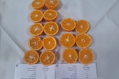 WhatsApp-Image-2025-06-13-at-16.54.04-1