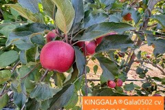 7.-KINGGALA®Gala0502-cv.-250124-Tinguiririca