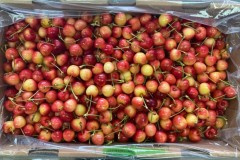 20241204-Foto-Muestra-Fruta-Packing-Procesada-20.11.24-Foto-2