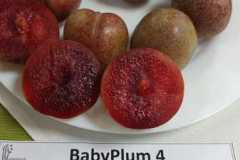 WhatsApp-Image-2026-02-04-at-17.19.05