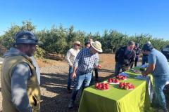 26_01_22_Muestra_frutaGalasChimbarongo_enEl_Llano