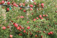 WSUWA2-3: The WA 2 tree is compact and highly productive. (Credit GW)