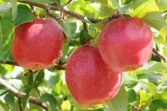 WSU-Sunrise-Magic-apple-web