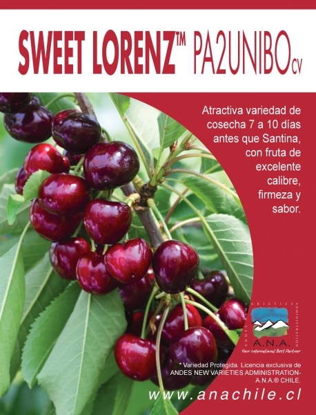 Sweet Lorenz® Pa2unibo Cv Ana Chile