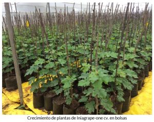 crecimiento-de-plantas-de-iniagrape-one-cv-en-bolsas